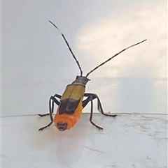 Chauliognathus imperialis at Bonny Hills, NSW - suppressed