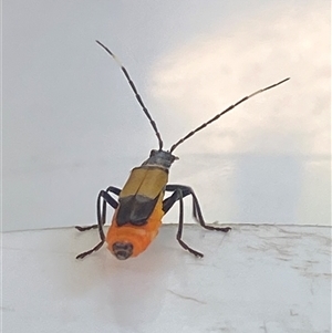 Chauliognathus imperialis at Bonny Hills, NSW - suppressed