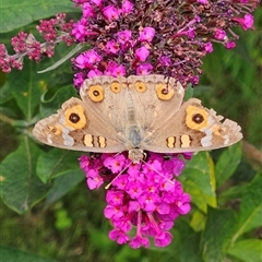 Junonia villida at Braidwood, NSW - 1 Feb 2025 by MatthewFrawley