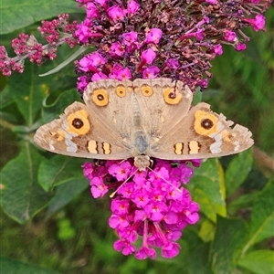 Junonia villida at Braidwood, NSW by MatthewFrawley