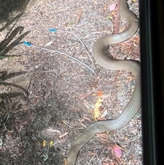 Pseudonaja textilis (Eastern Brown Snake) at Jerrabomberra, NSW - 1 Feb 2025 by SteveBorkowskis