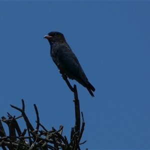 Eurystomus orientalis (Dollarbird) at Weston, ACT by SteveBorkowskis