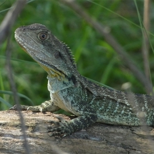 Intellagama lesueurii howittii at Weston, ACT by SteveBorkowskis