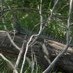 Intellagama lesueurii howittii at Weston, ACT - 1 Feb 2025 03:31 PM