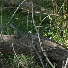 Intellagama lesueurii howittii at Weston, ACT - 1 Feb 2025 03:31 PM