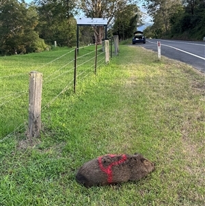 Vombatus ursinus (Common wombat, Bare-nosed Wombat) at Barrengarry, NSW by lbradley