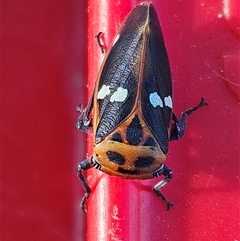 Eurymela fenestrata (Gum tree leafhopper) at Denman Prospect, ACT - 1 Feb 2025 by AaronClausen