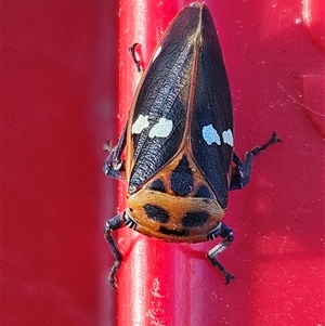 Eurymeloides pulchra at Denman Prospect, ACT by AaronClausen