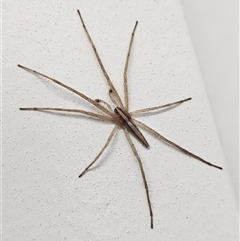 Thasyraea lepida (Prowling spider) at Denman Prospect, ACT by AaronClausen