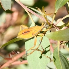 Amorbus obscuricornis (Eucalyptus Tip Wilter) at Aranda, ACT - 1 Feb 2025 by KMcCue