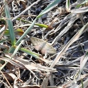 Scopula rubraria at Aranda, ACT by KMcCue