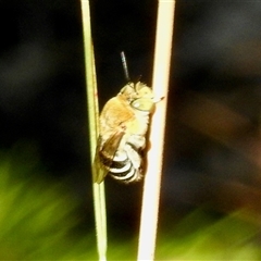 Amegilla sp. (genus) at Aranda, ACT - 1 Feb 2025 by KMcCue