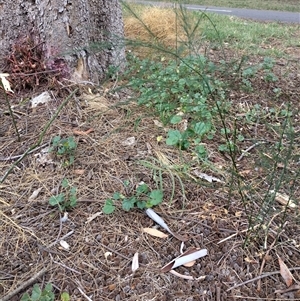 Asparagus virgatus at Mawson, ACT - 29 Jan 2025 10:57 AM