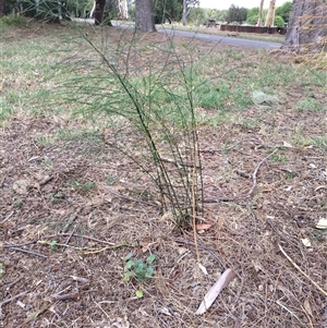 Asparagus virgatus at Mawson, ACT - 29 Jan 2025 10:57 AM