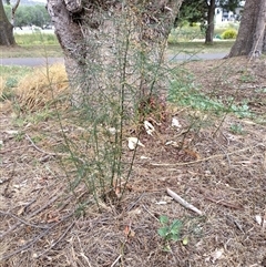 Asparagus virgatus at Mawson, ACT - 29 Jan 2025 10:57 AM