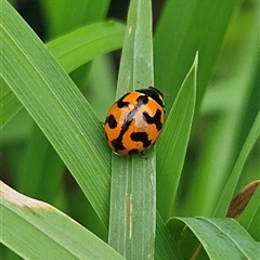 Coccinella transversalis (Transverse Ladybird) at Braidwood, NSW - 1 Feb 2025 by MatthewFrawley