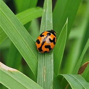 Coccinella transversalis (Transverse Ladybird) at Braidwood, NSW by MatthewFrawley