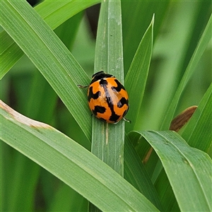 Coccinella transversalis at Braidwood, NSW - 1 Feb 2025 11:17 AM