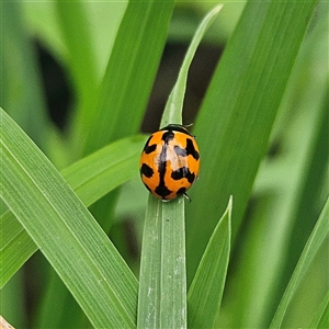 Coccinella transversalis at Braidwood, NSW - 1 Feb 2025 11:17 AM