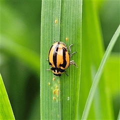 Micraspis frenata (Striped Ladybird) at Braidwood, NSW - 1 Feb 2025 by MatthewFrawley