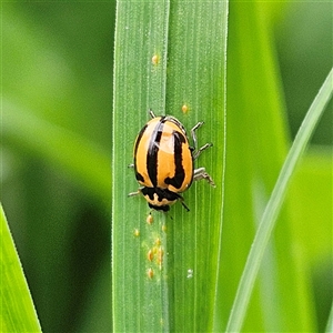 Micraspis frenata (Striped Ladybird) at Braidwood, NSW by MatthewFrawley