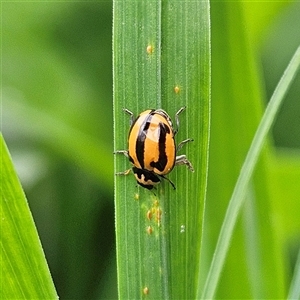 Micraspis frenata at Braidwood, NSW - Yesterday 11:47 AM