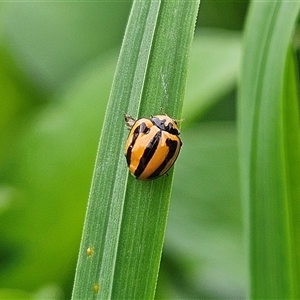 Micraspis frenata at Braidwood, NSW - Yesterday 11:47 AM