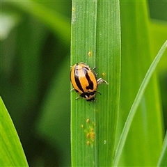 Micraspis frenata at Braidwood, NSW - Yesterday 11:47 AM