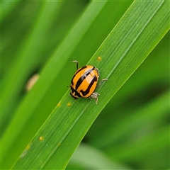 Micraspis frenata at Braidwood, NSW - Yesterday 11:47 AM