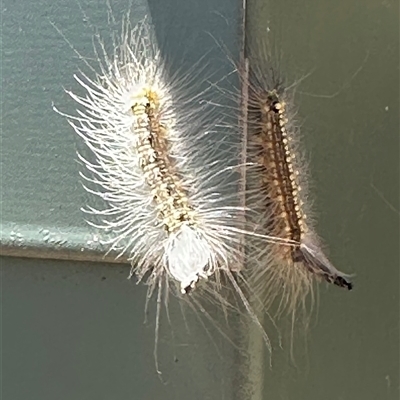 Uraba lugens (Gumleaf Skeletonizer) at Bungendore, NSW - 1 Feb 2025 by yellowboxwoodland