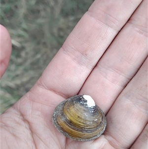 Unidentified Mollusc (Mollusca) at Yass, NSW by Coggo