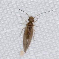 Unidentified Plant Louse (Psocodea, Pscoptera, several families) at Melba, ACT - 27 Jan 2025 by kasiaaus