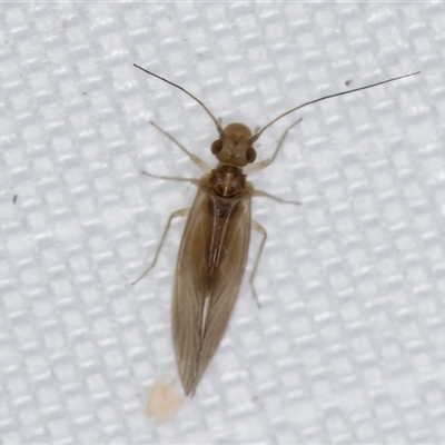 Unidentified Plant Louse (Psocodea, Pscoptera, several families) at Melba, ACT - 27 Jan 2025 by kasiaaus