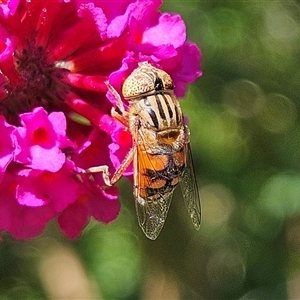 Eristalinus punctulatus at Braidwood, NSW - 1 Feb 2025 04:30 PM