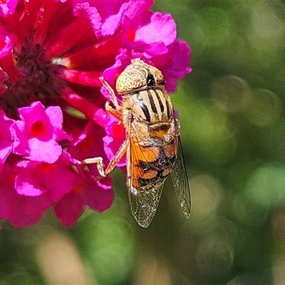 Eristalinus punctulatus (Golden Native Drone Fly) at Braidwood, NSW - 1 Feb 2025 by MatthewFrawley