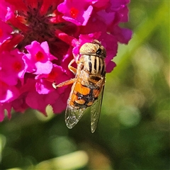 Eristalinus punctulatus at Braidwood, NSW - 1 Feb 2025 04:30 PM