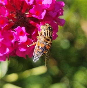 Eristalinus punctulatus at Braidwood, NSW - 1 Feb 2025 04:30 PM