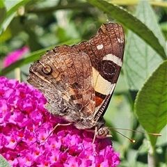 Vanessa itea (Yellow Admiral) at Braidwood, NSW - 1 Feb 2025 by MatthewFrawley