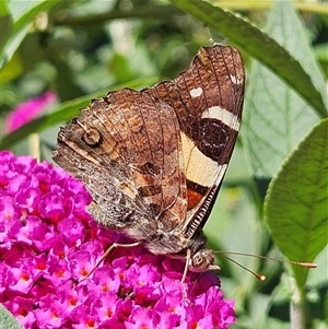 Vanessa itea at Braidwood, NSW - 1 Feb 2025 04:31 PM