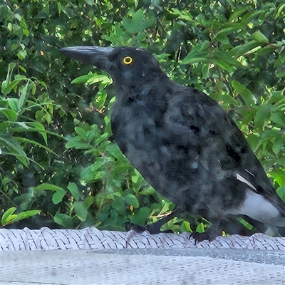 Strepera graculina (Pied Currawong) at Braidwood, NSW - 1 Feb 2025 by MatthewFrawley