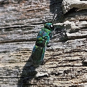 Chrysididae (family) at Braidwood, NSW by MatthewFrawley