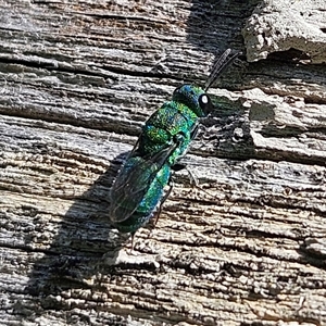 Chrysididae (family) at Braidwood, NSW - 1 Feb 2025 04:30 PM