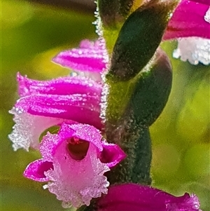 Spiranthes australis at Paddys River, ACT by Bubbles