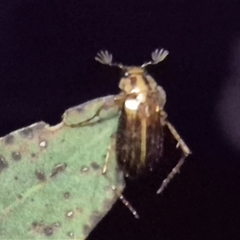 Telura sp. (genus) (A scarab beetle) at Bungendore, NSW - 1 Feb 2025 by clarehoneydove