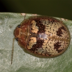 Paropsisterna laesa species complex (Laesa leaf beetle) at Melba, ACT - 27 Jan 2025 by kasiaaus