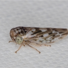 Idiocerini sp. (tribe) (A leafhopper) at Melba, ACT - 27 Jan 2025 by kasiaaus