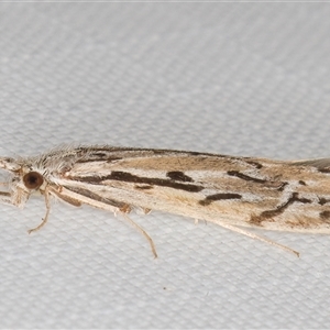 Oecetis sp. (genus) at Melba, ACT by kasiaaus