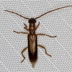 Unidentified Longhorn beetle (Cerambycidae) at Melba, ACT - 27 Jan 2025 by kasiaaus