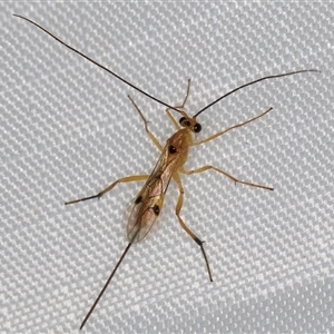 Unidentified Parasitic wasp (numerous families) at Melba, ACT by kasiaaus