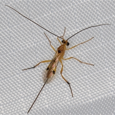 Braconidae (family) (Unidentified braconid wasp) at Melba, ACT - 27 Jan 2025 by kasiaaus